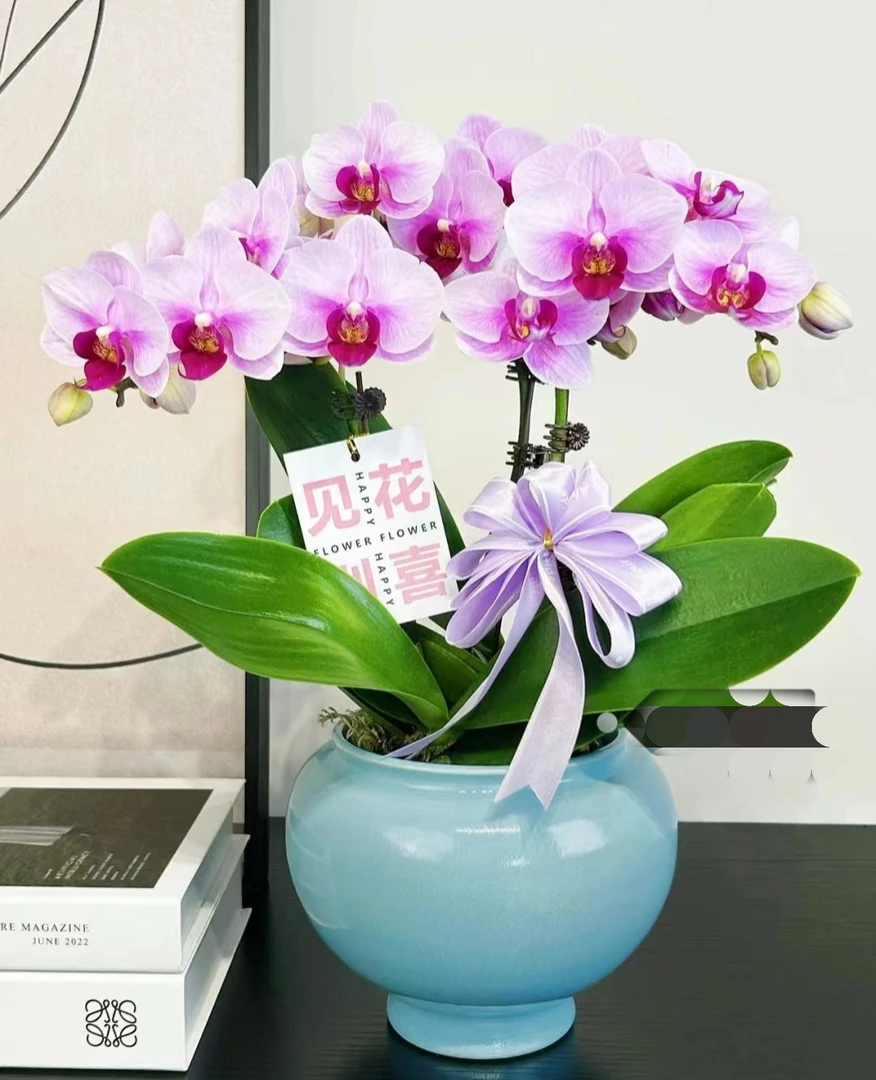 《超级宝贝》2.8寸杯带剑，高级粉中花型蝴蝶兰微瑕疵处理