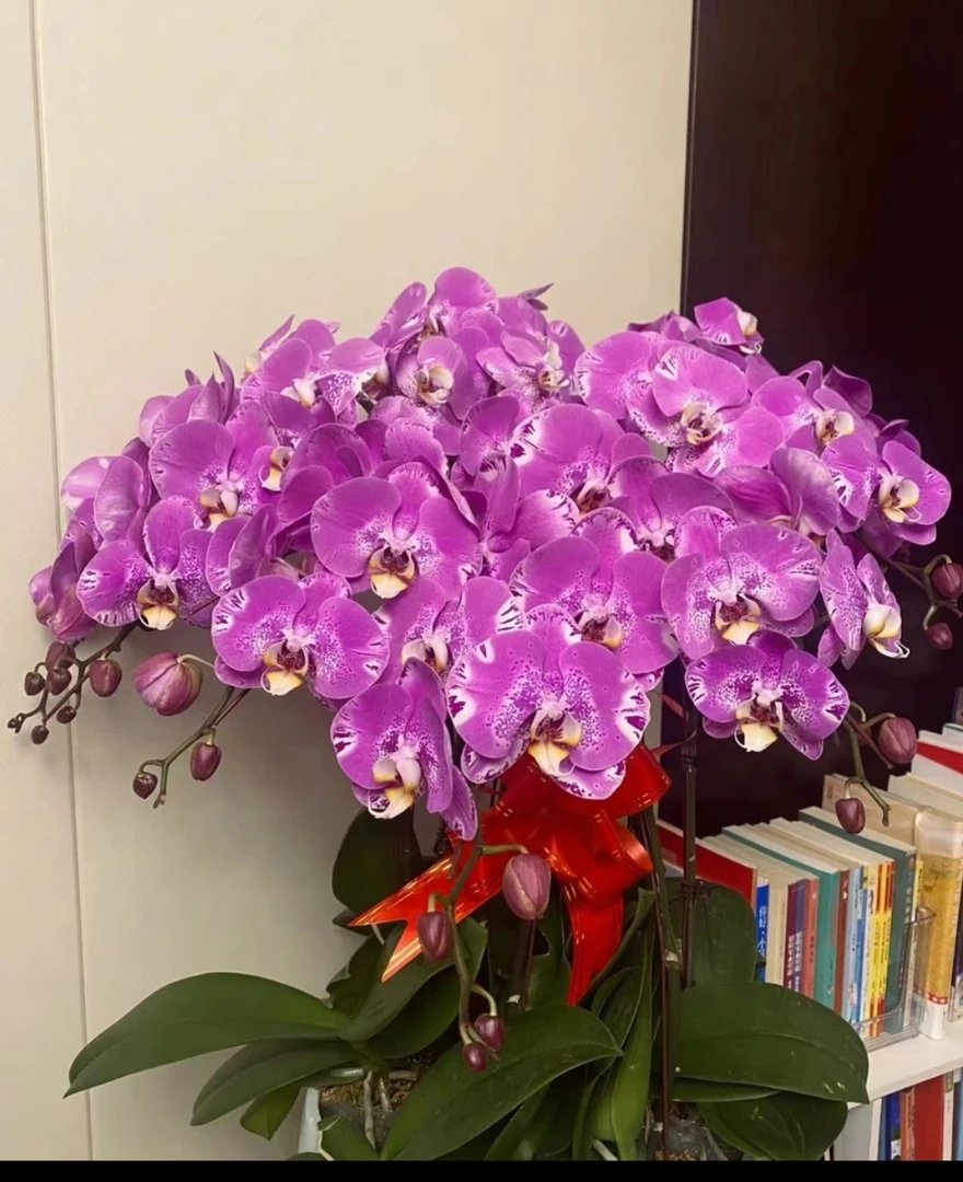 《藏宝图》2.8寸杯，带花剑，大花型蝴蝶兰，微瑕疵不售后，