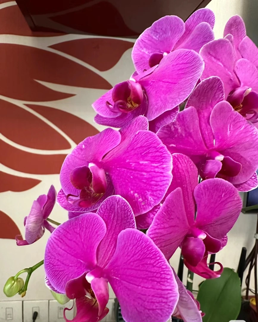《恭喜发财》2.8寸杯 ，苗子发货，大花型蝴蝶兰