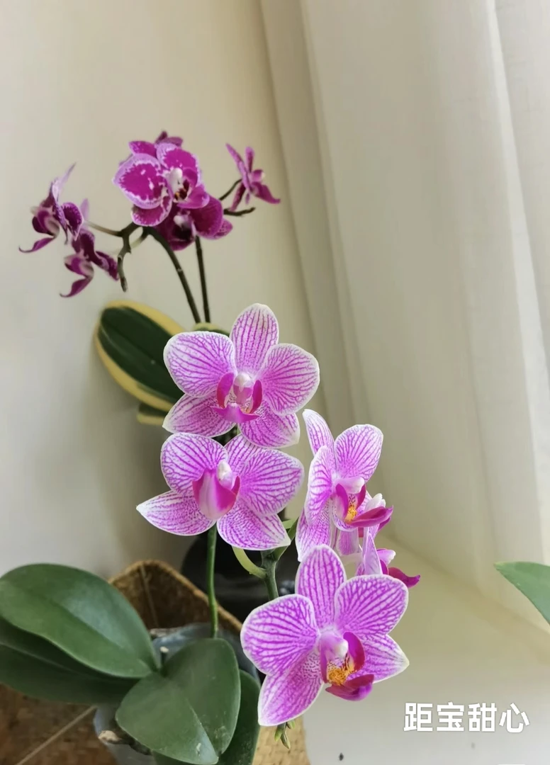 微瑕疵《距宝甜心》3.0寸杯爆根不带花剑，精致小花型蝴蝶兰。