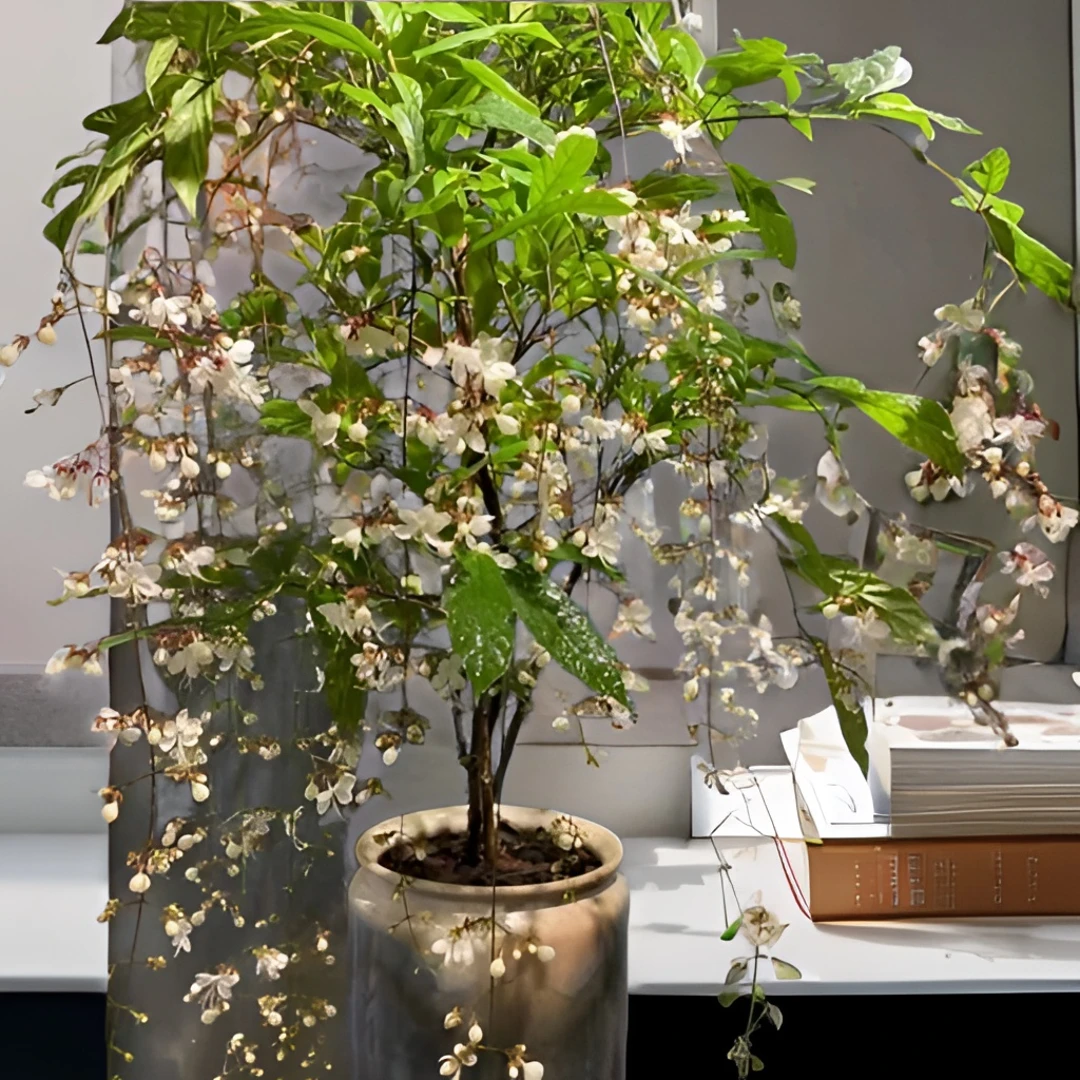 垂丝茉莉绿植室内观赏盆栽四季开花仙气飘飘好养带花苞茉莉花