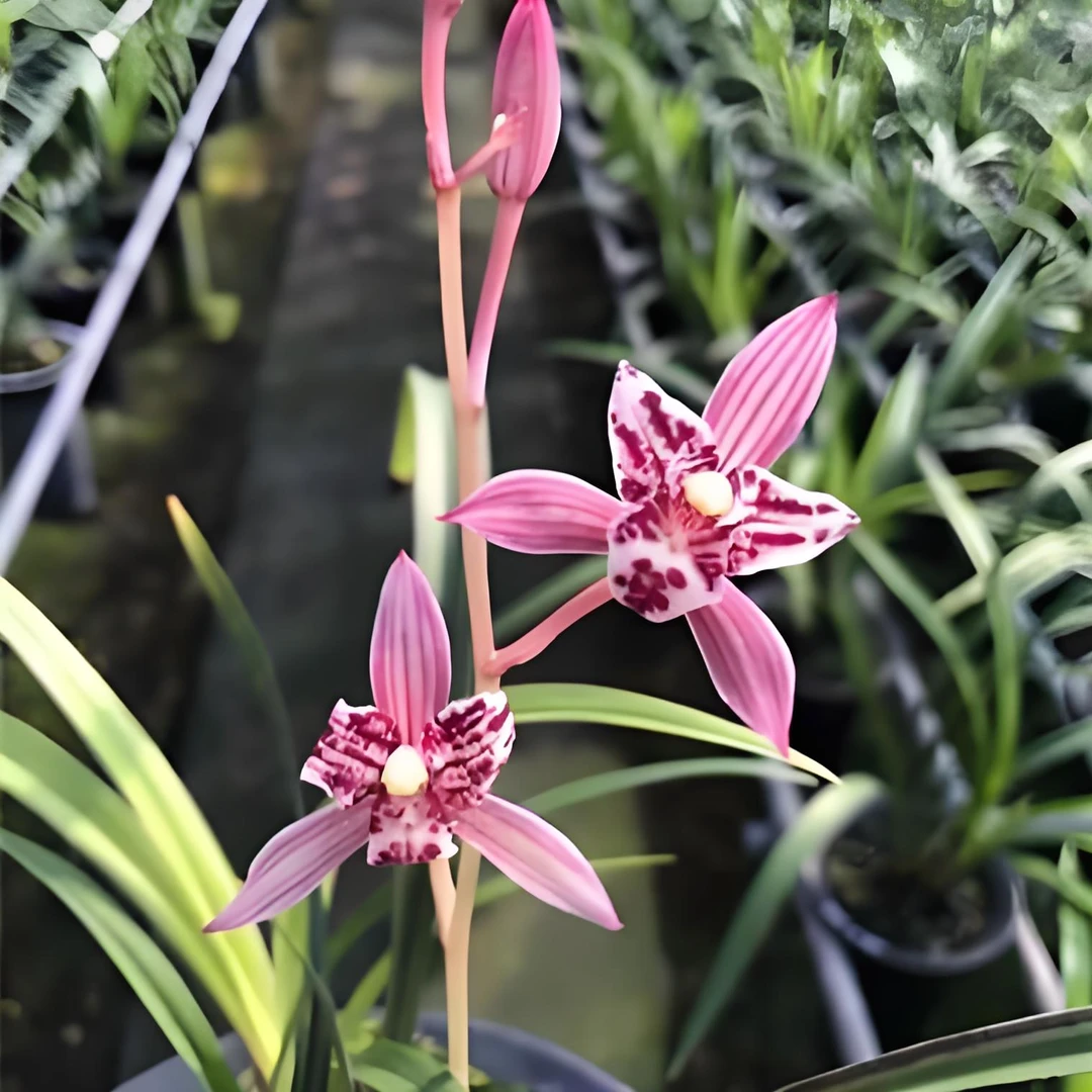 建兰三星蝶红三娘