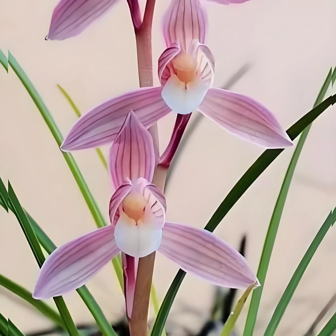 莲瓣兰铭品人面桃花兰花好养易活