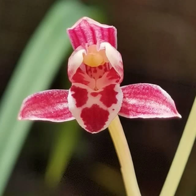 建兰芳华花艺双全一杆多花室内阳台好养易活