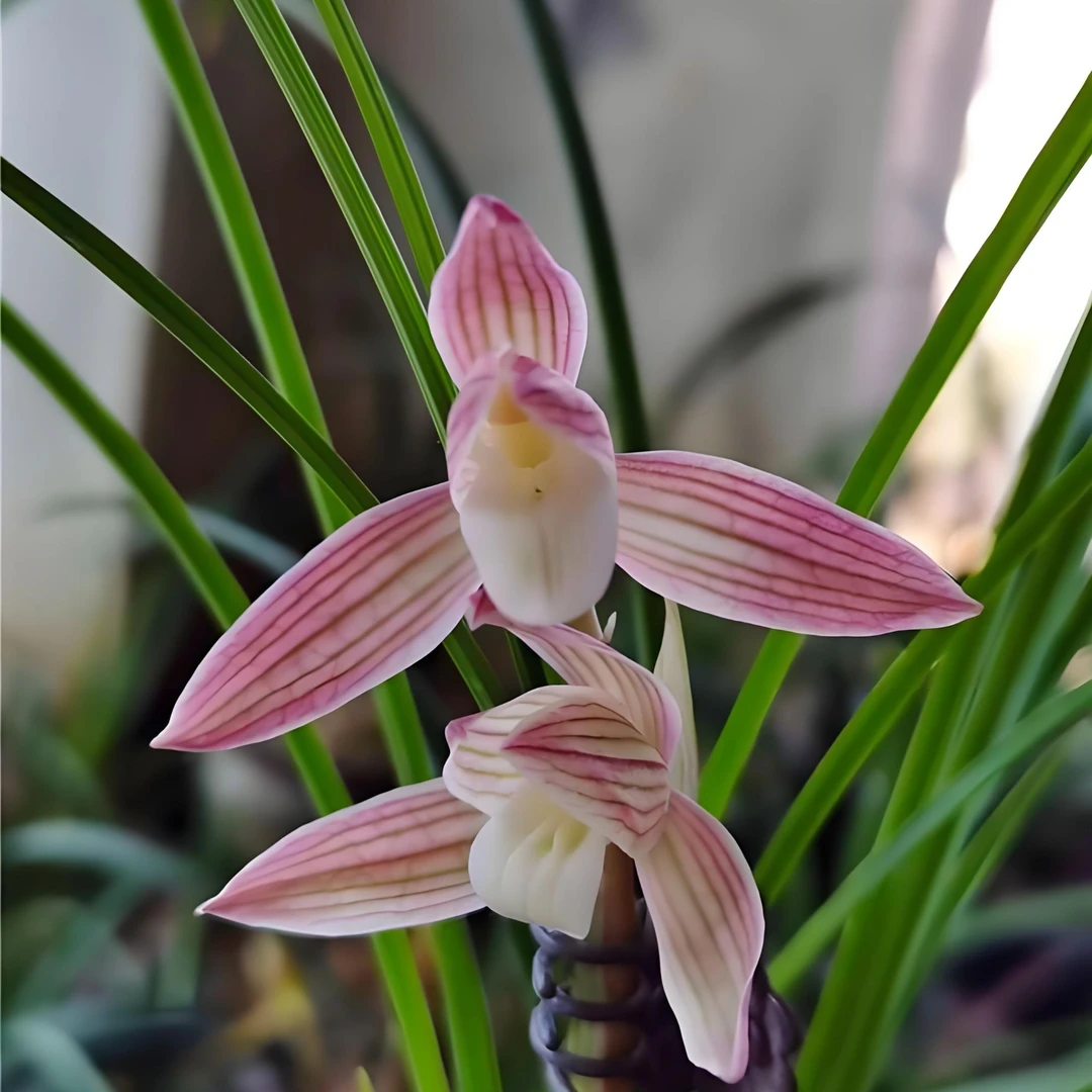 莲瓣兰粉黛胭脂兰花趣味美观夏季带花苞