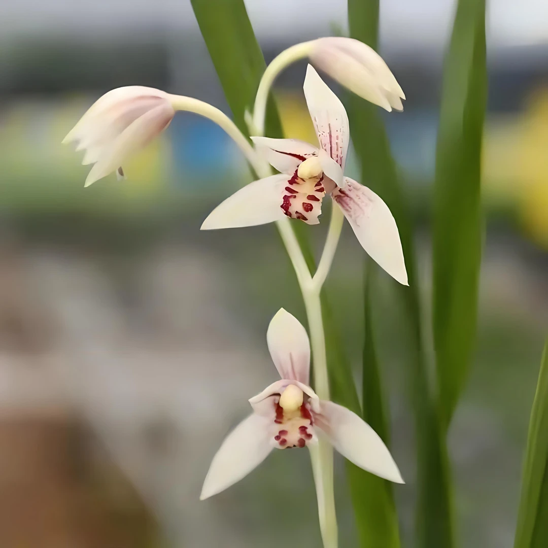 建兰白娘子兰花客厅阳台好养易活