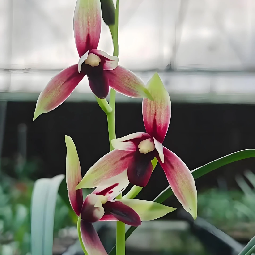 建兰铭品赤诚一杆多花室内阳台好养易活