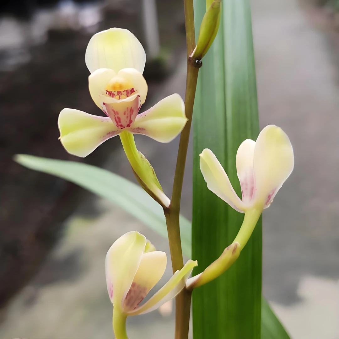 建兰铭品黄光登梅老八种之一兰花一杆多花趣味美观