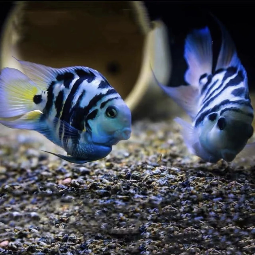 （萌萌）迷你鹦鹉宝蓝白金胭脂粉