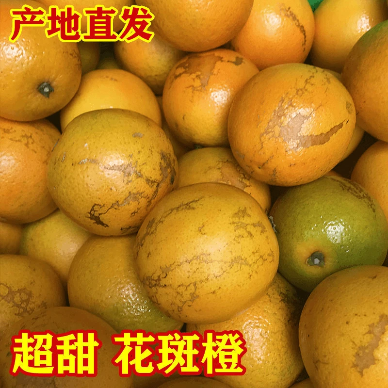 【官方正品】云南花斑橙玉溪禇家香浓郁冰糖甜精选级果5-9斤
