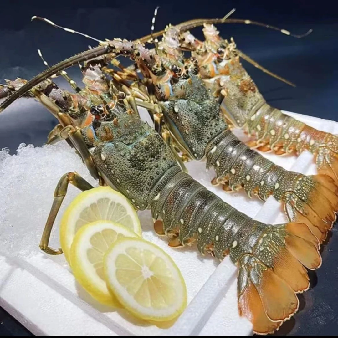 连云港发货  鲜活小青龙3-4两/只（保鲜不保活）