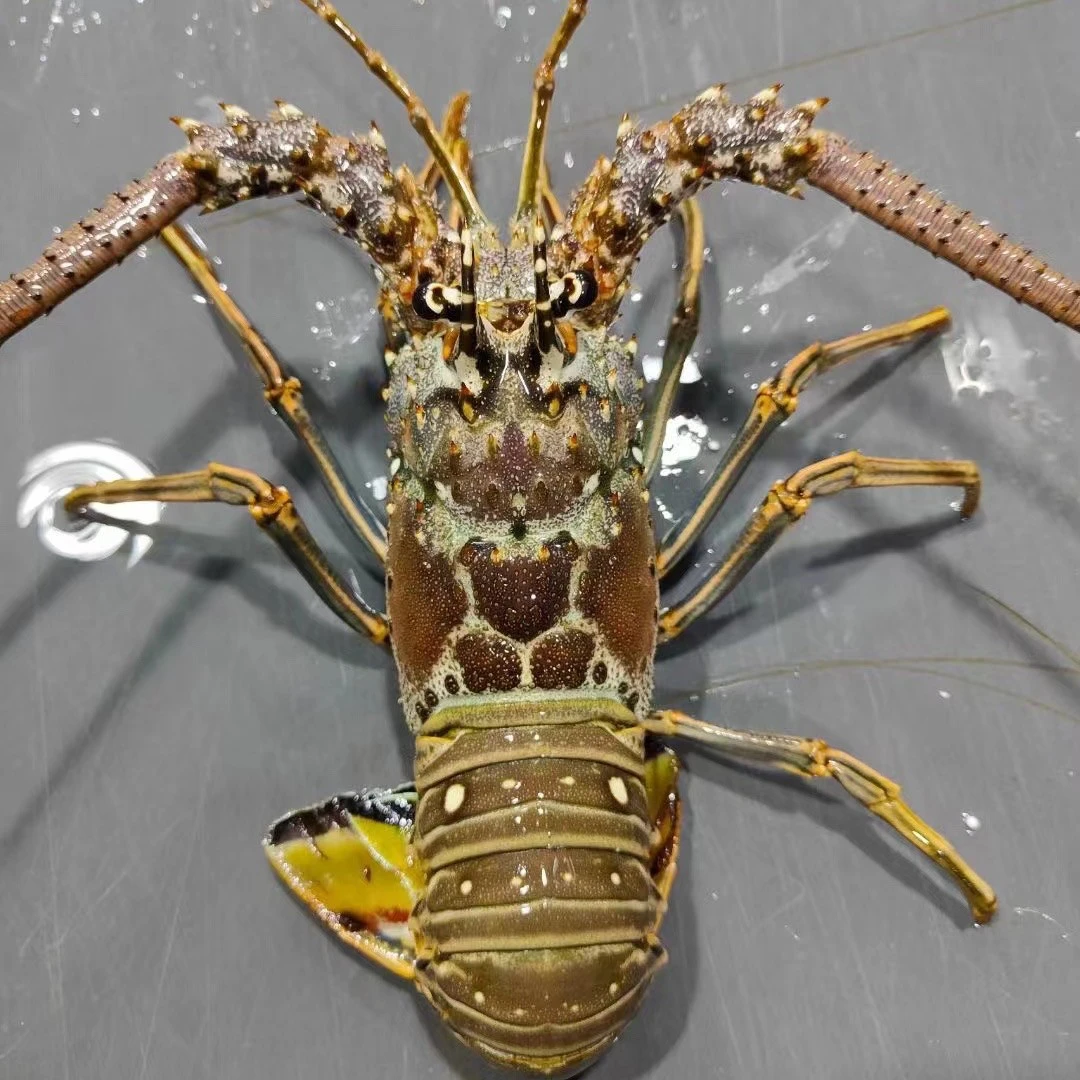 连云港发货  鲜活古巴龙0.9-1斤/只（包鲜不包活）顺丰包邮