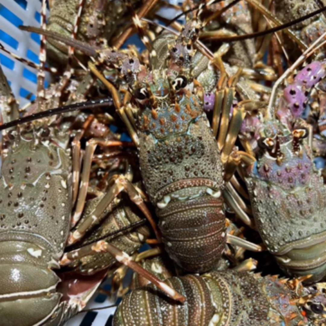 活发新鲜小青龙1.2两-1.5两（收到保鲜不保活）