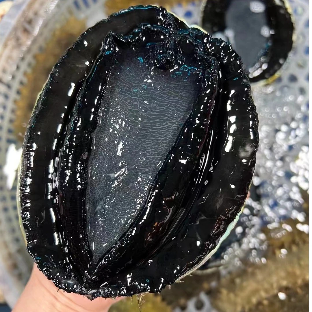 连云港发货  鲜活黑金鲍0.9-1斤/只（鲜活发货保鲜不包活）