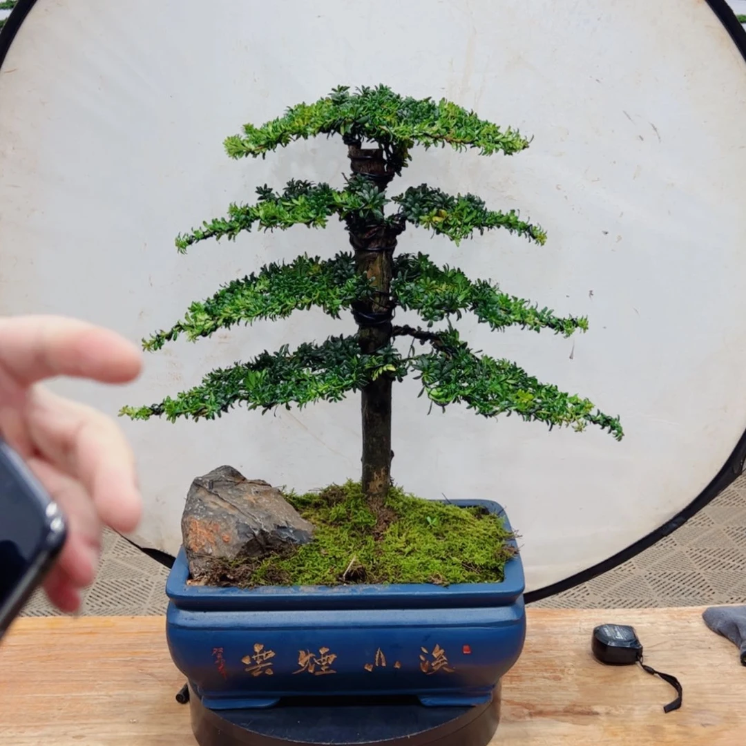 【闪购商品】盆景