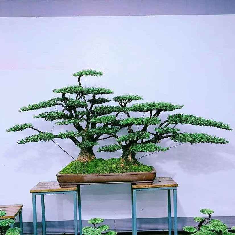 静寻盆景(79号)原生老桩米叶罗汉松迎客松 四季常青 高140/宽260