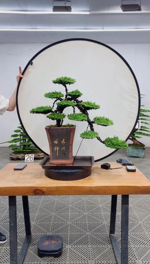【闪购商品】盆景盆景