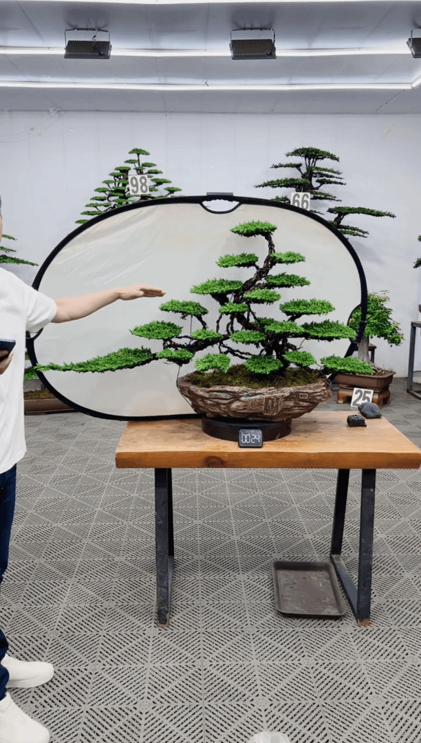 【闪购商品】盆景盆景