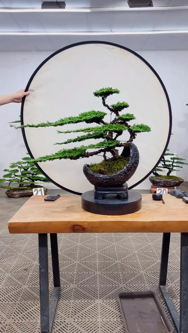 【闪购商品】盆景盆景