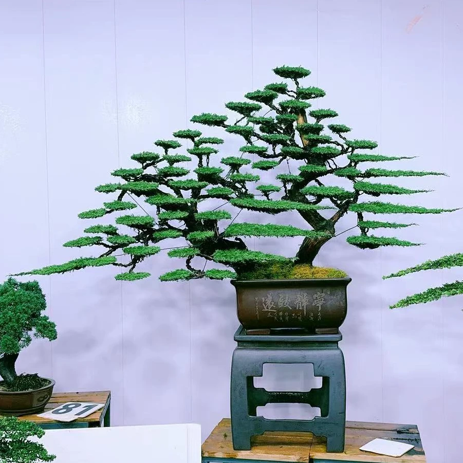 静寻盆景(98号) 老桩系鱼川真柏四季常青 庭院盆景 高190/宽220