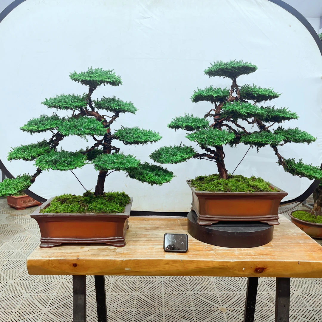 静寻盆景 老桩迎客造型龙爪松 送肥料 带盆发