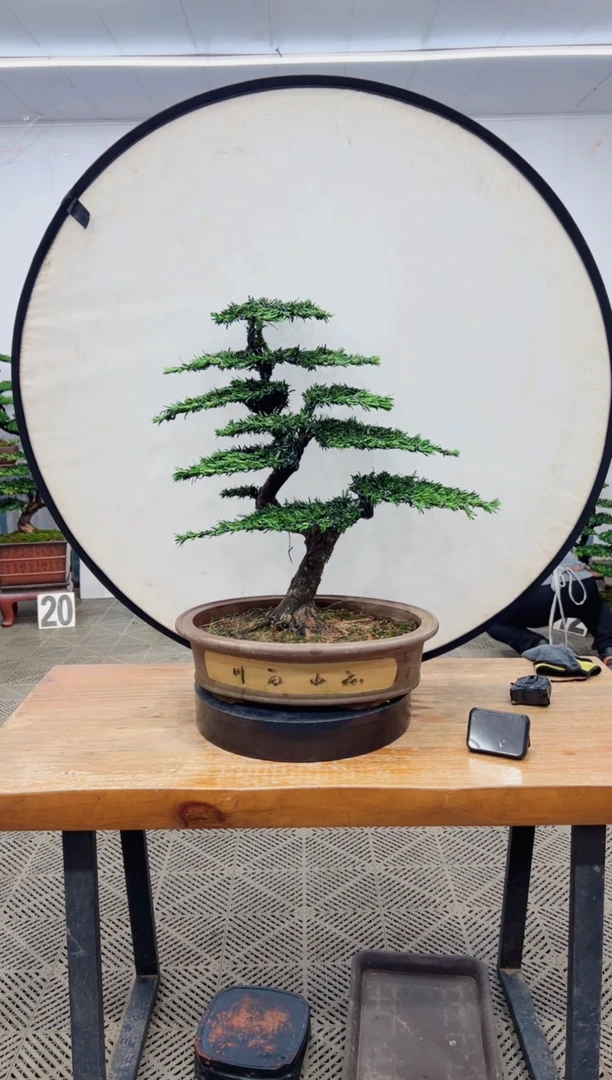 【闪购商品】盆景盆景