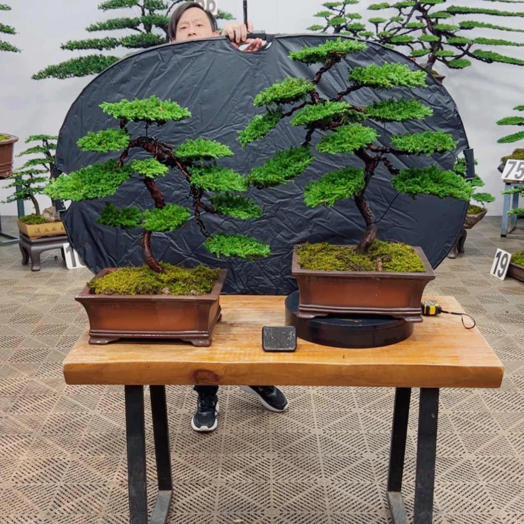 【闪购商品】盆景