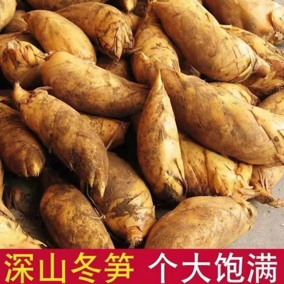 现挖湖南野生黄泥冬笋新鲜毛竹笋农家楠竹冬笋两头尖春笋甜笋现发