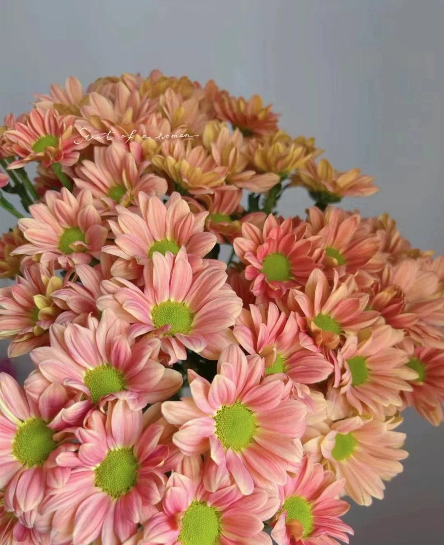 三文鱼【140盆】千头菊花室内庭院阳台盆栽