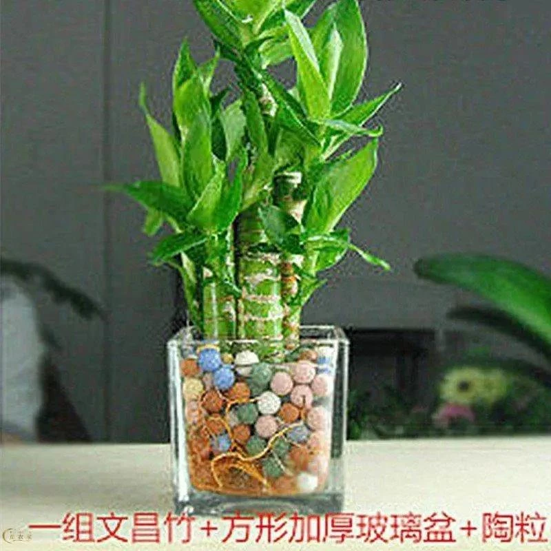文昌竹4支富贵竹 荷花竹开运转运竹带根室内办公桌面土培水培盆栽