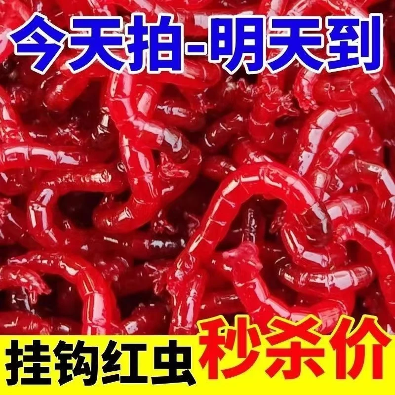 【新店促销】鲜活红虫特大号挂钩红虫活饵活体喂鱼饵料红虫活饵