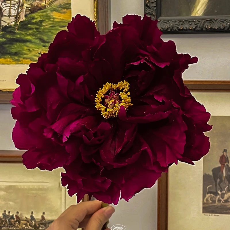 【小赵牡丹】墨润绝伦牡丹花苗 4年6分枝以上盆栽花卉绿植景观