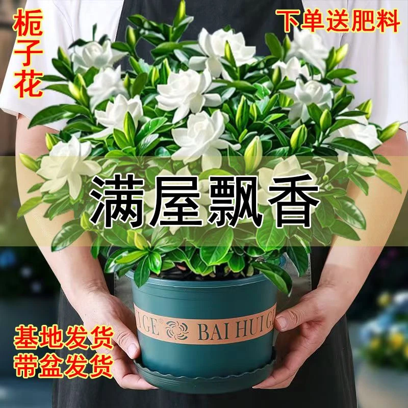 栀子花带花苞室内盆栽花卉四季常青浓香好养开花香网红款大盆植物