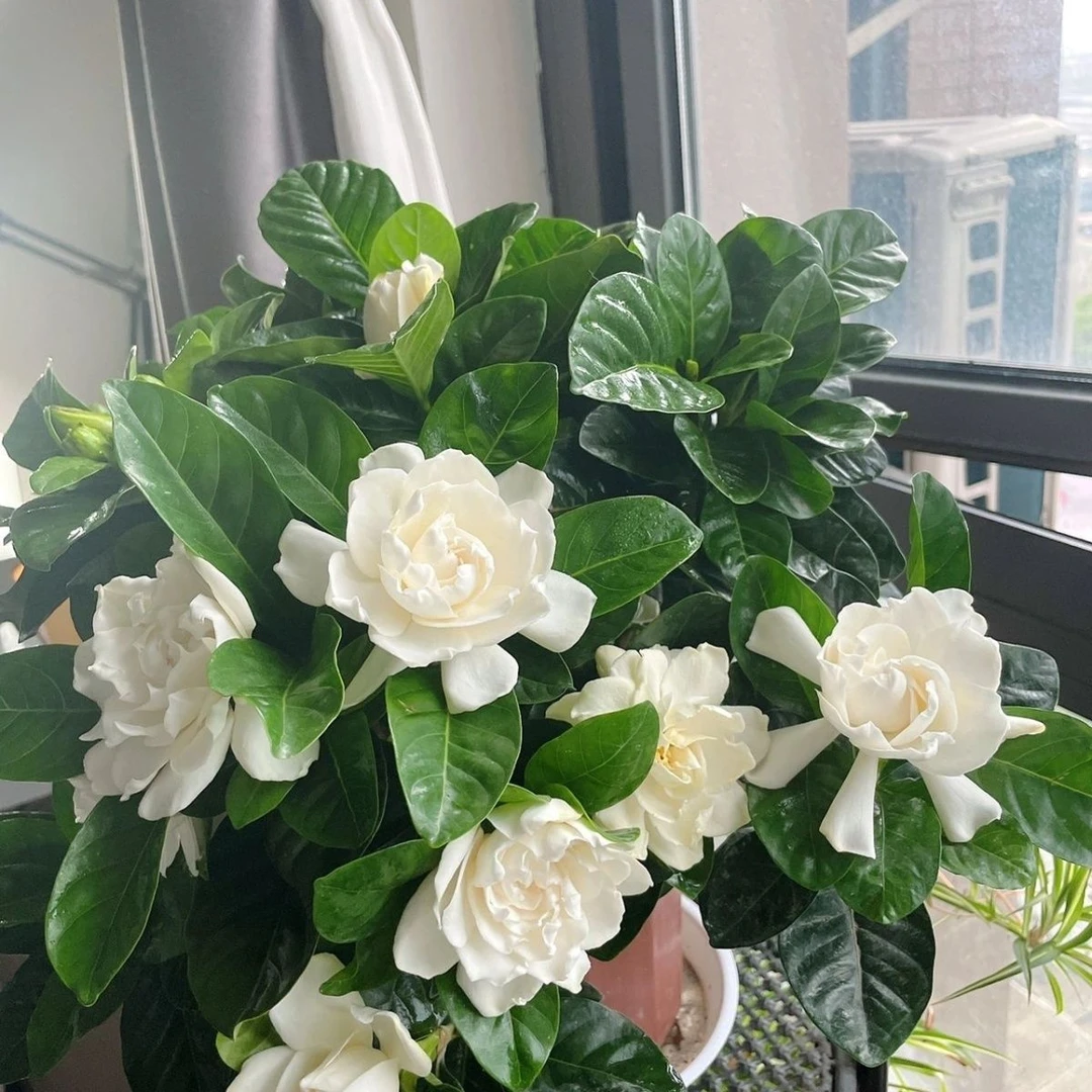 栀子花盆栽花卉植物室内带花苞阳台水培绿植浓香型吸甲醛四季好养