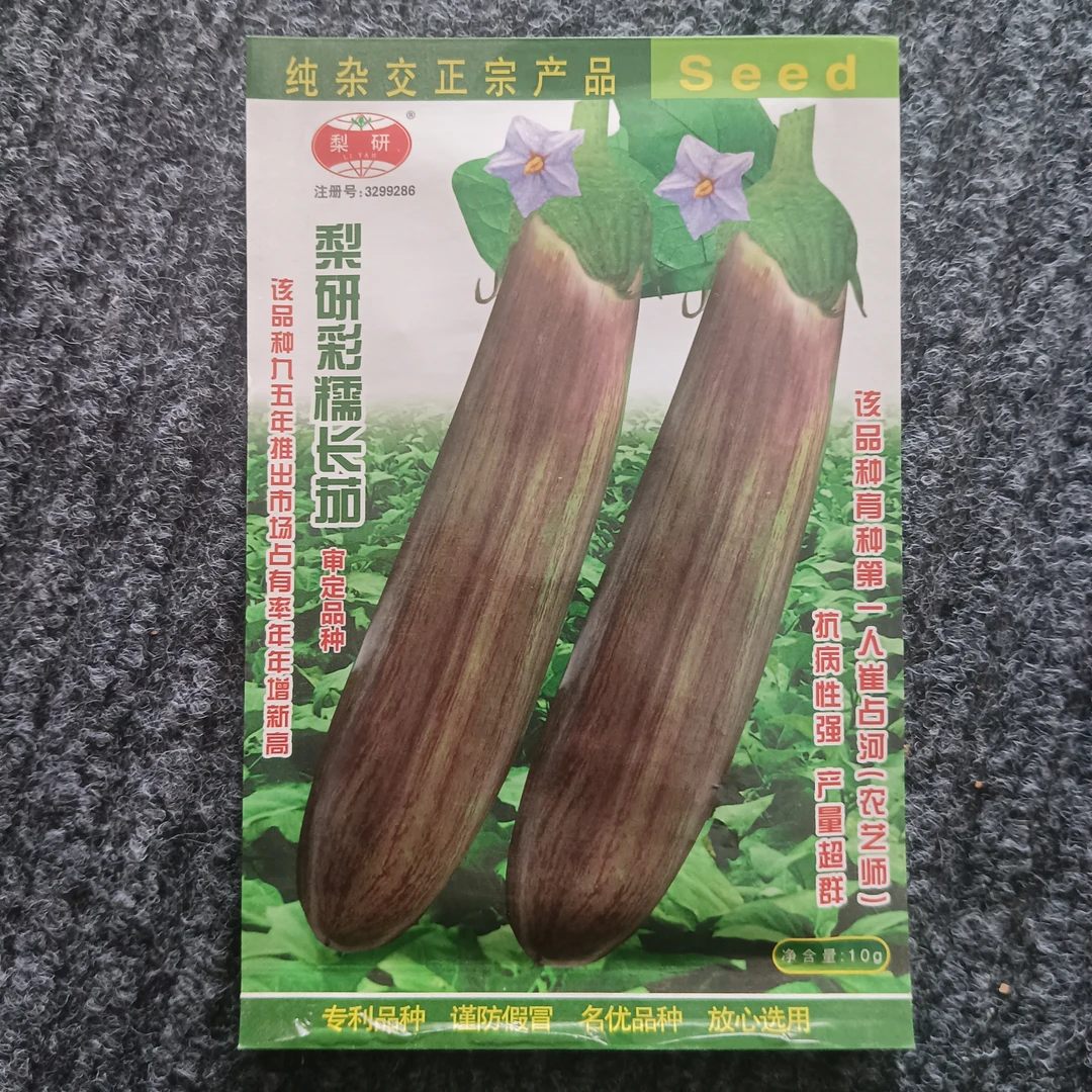 大棚陆地精品，杂交花长茄早熟坐果密长棒行果面红紫彩条光高产