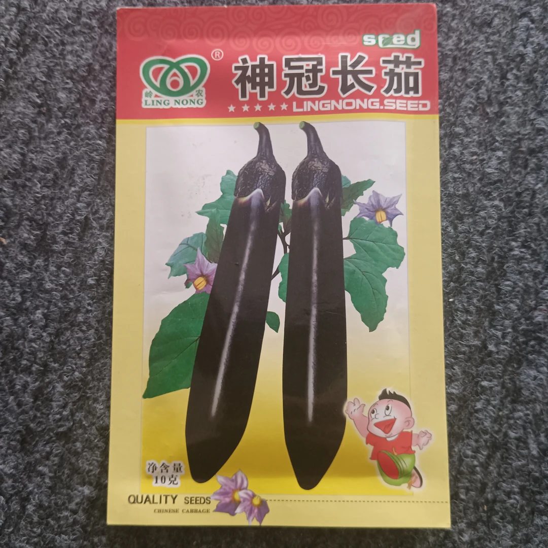 大棚陆地精品，杂交黑长茄早熟坐果密长棒行果面黑光亮耐低温弱光