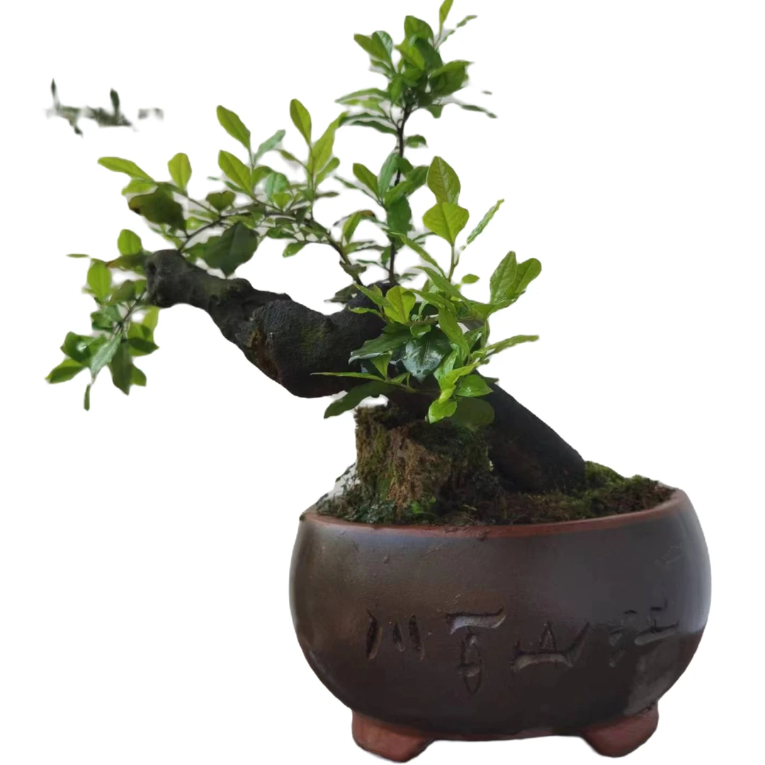 金弹子付米链接，