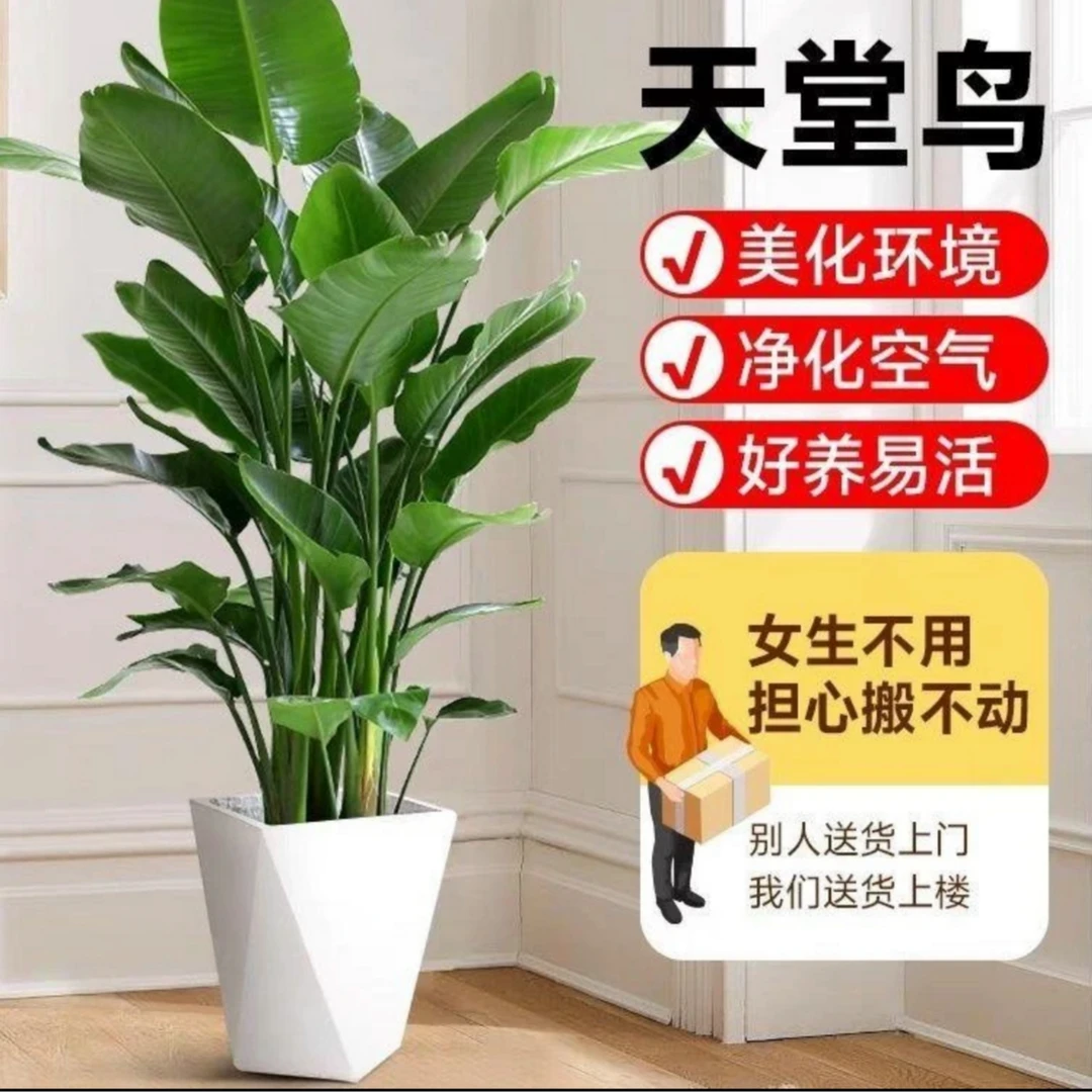 特A级【1.6-1.8米】大型天堂鸟绿植室内净化空气四季青