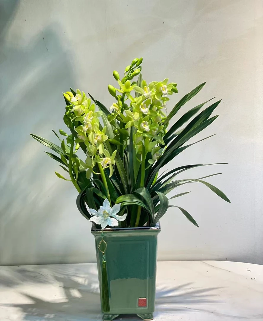 年销花【绿精灵】精品名贵高端兰花带花苞盆栽好养