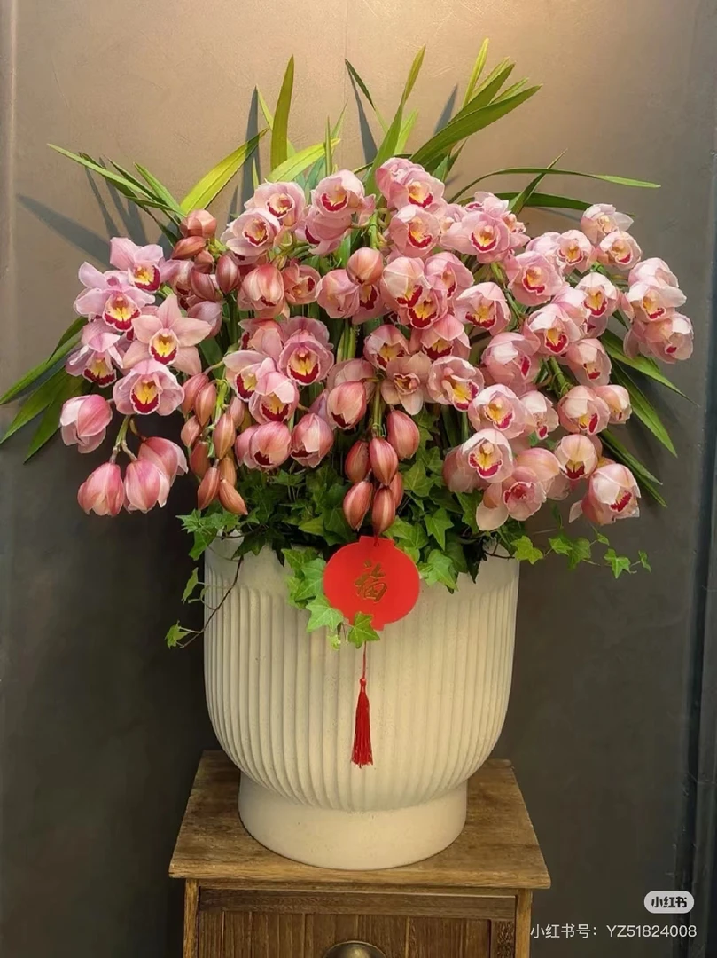 年销花【福星】3花剑精品名贵高端兰花带花苞盆栽好养