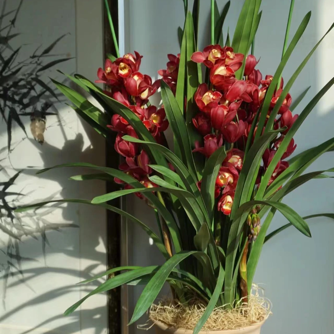 年宵花【桌面大红袍】5支剑大花蕙兰高端名贵兰花盆栽南北方好养