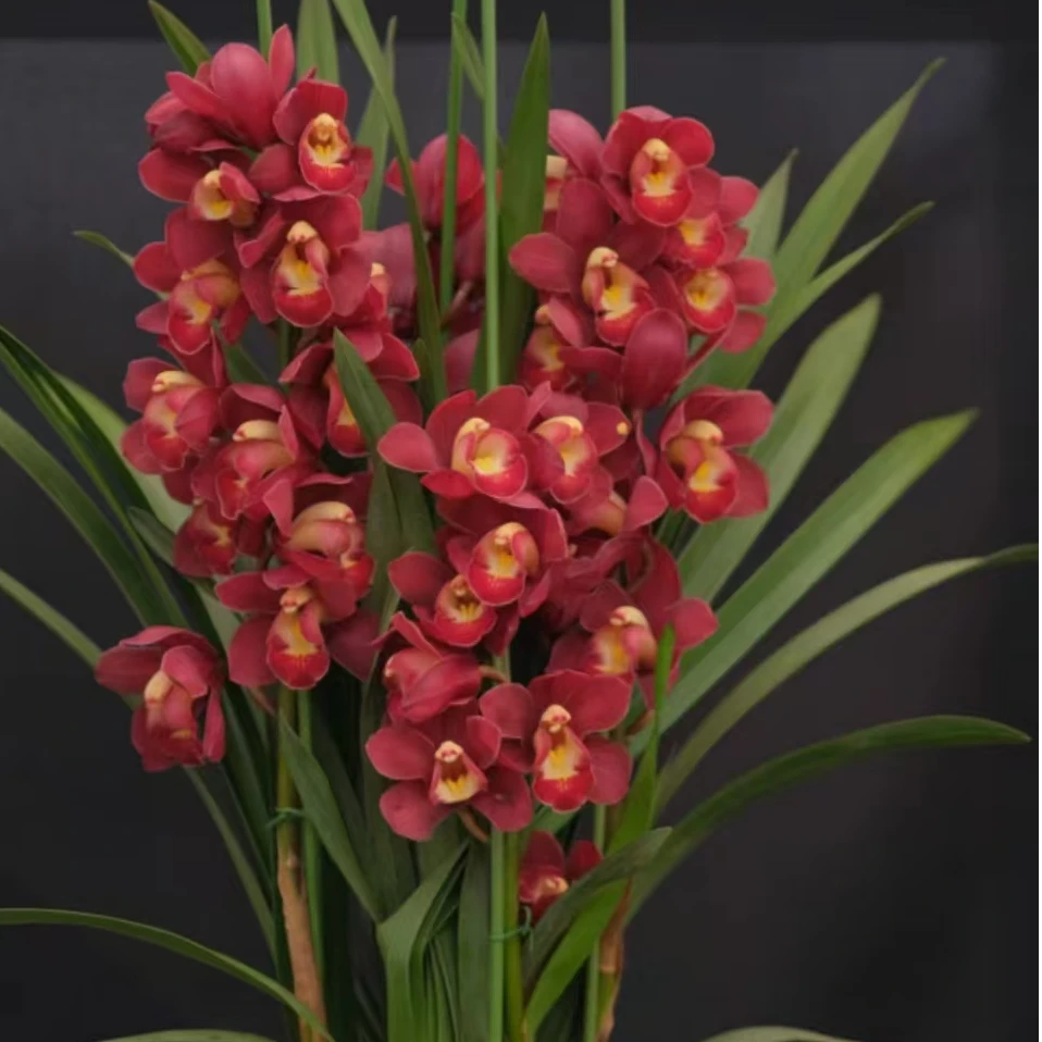 年宵花【大红袍】3支剑大花蕙兰高端名贵兰花盆栽南北方好养