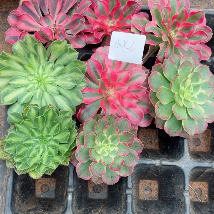 ?****?精品多肉植物小七