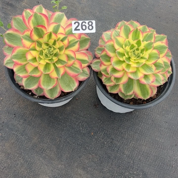 澄*澄精品多肉植物268