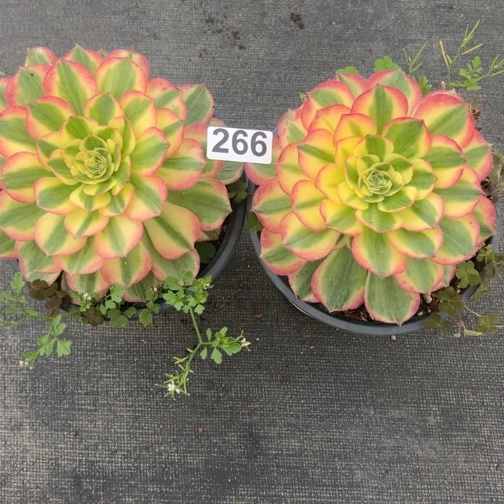 爱**人精品多肉植物266