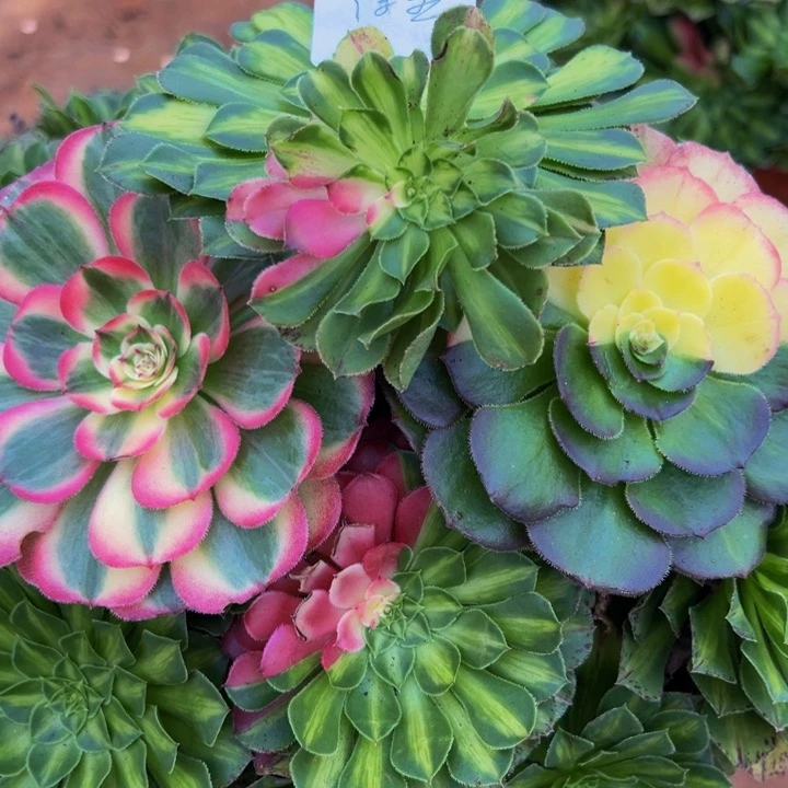 浮**梦精品多肉植物浮生