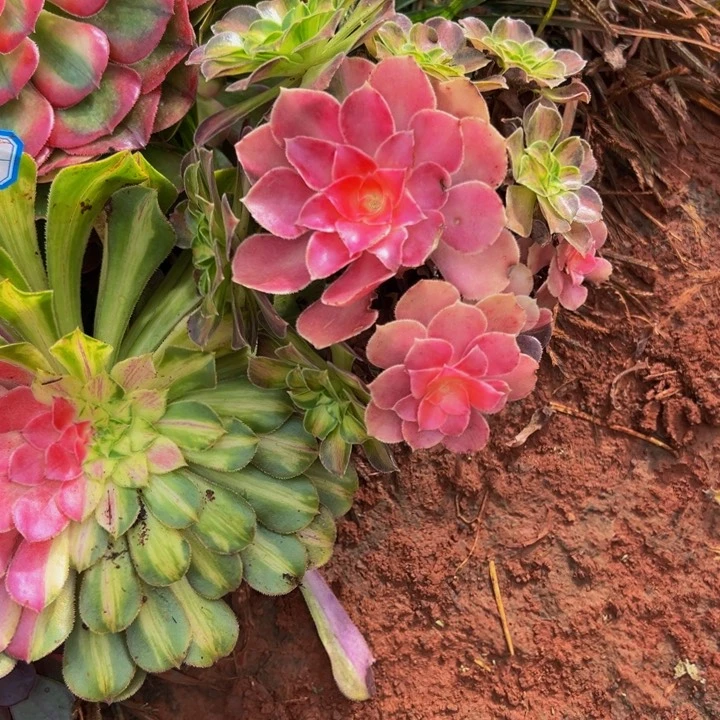 小*格精品多肉小格格888