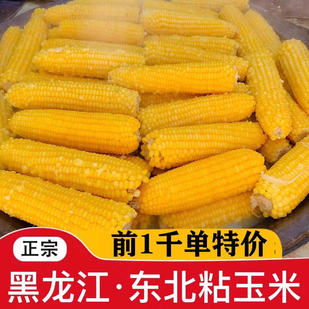 10棒正宗东北粘糯玉米黄糯玉米粘玉米≥260G/棒早餐代餐玉米