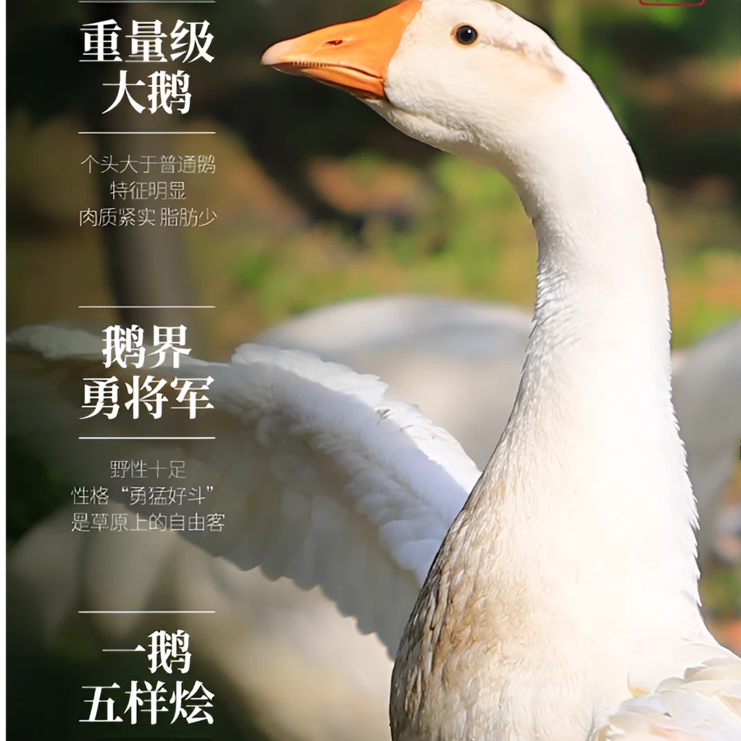 东北散放大鹅（带鹅肝鹅心鹅胗）