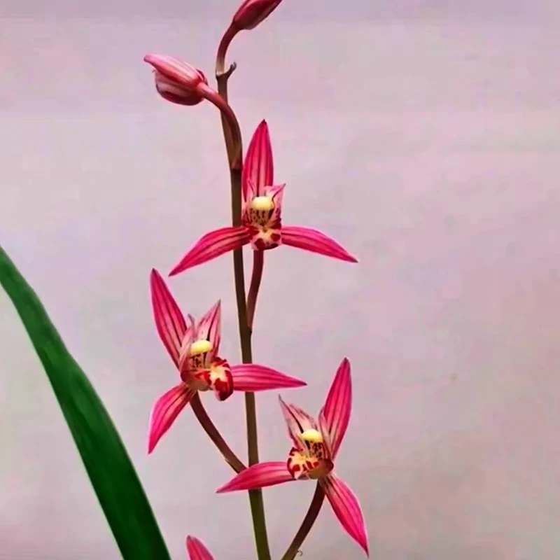 【知秋】寒兰高端铭品-寒兰名花代表花开浓香花期10-3月国兰